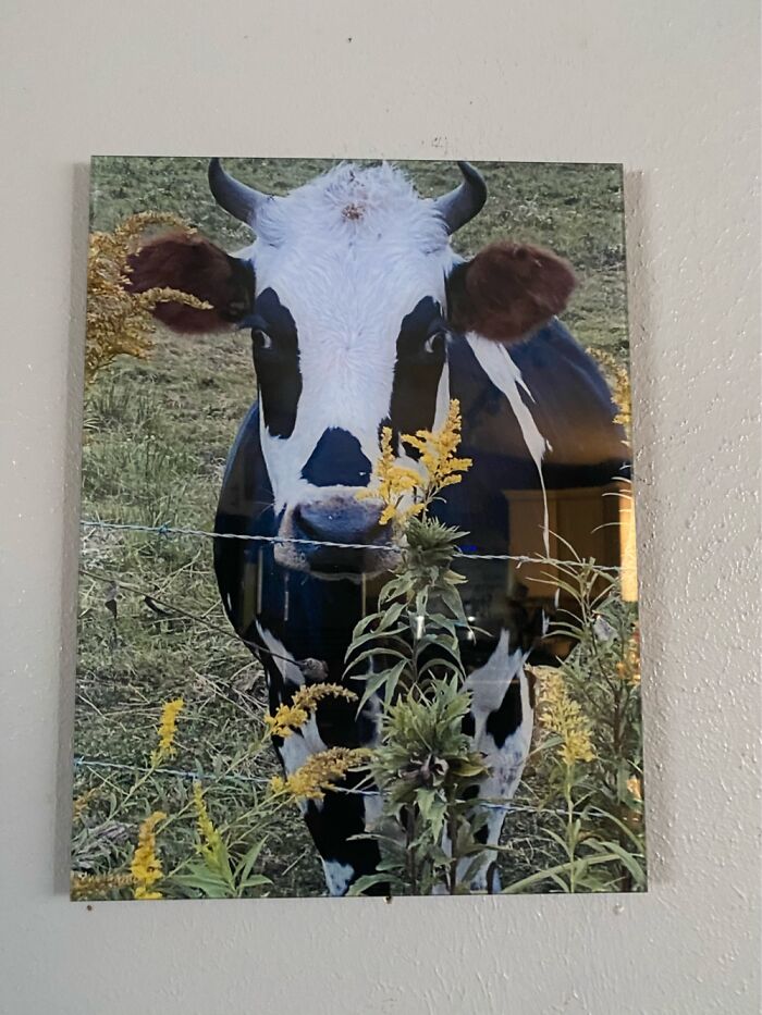 My Amish Neighbors Adorable Cow!