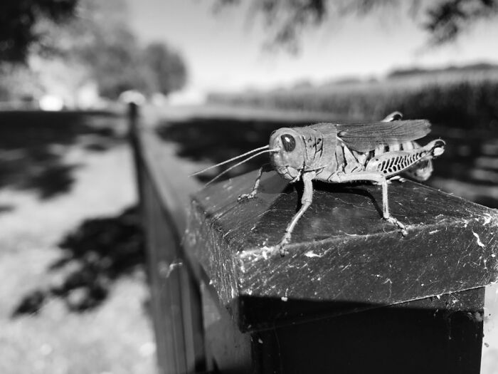 Isn’t He Dapper?😊