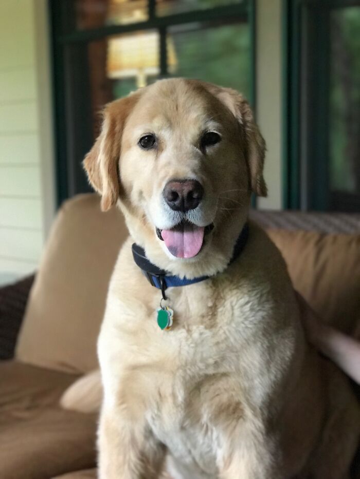 Just A Good Boy Looking For His Dream Girl.