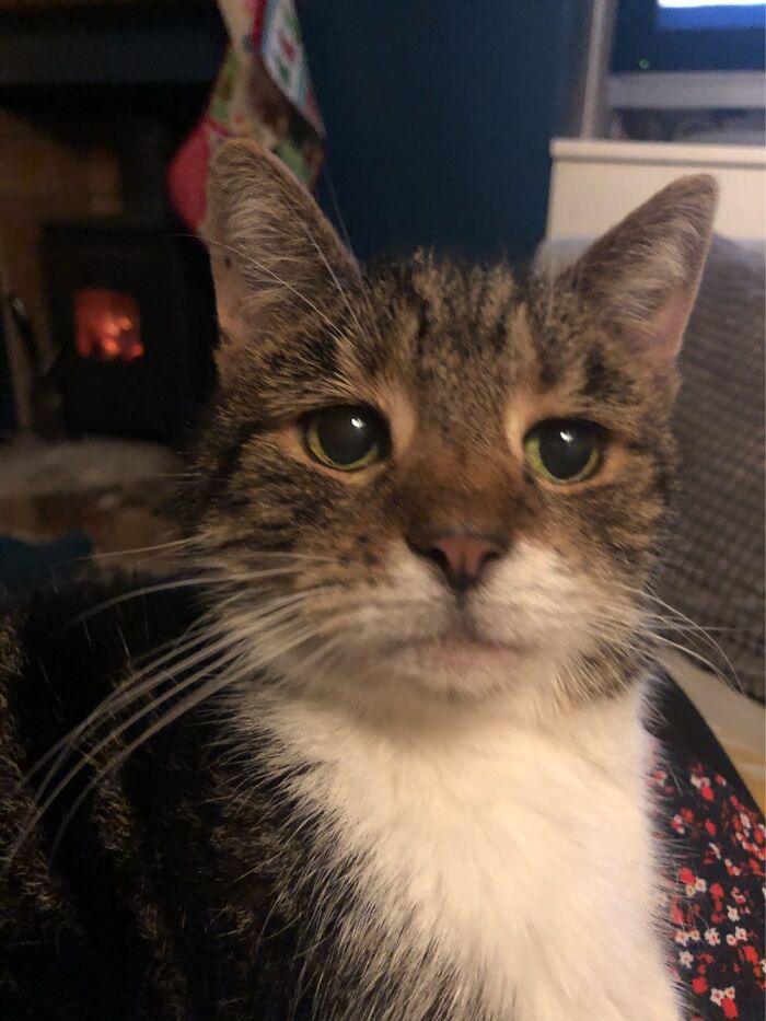 Tickie Tybo Being A Cutie