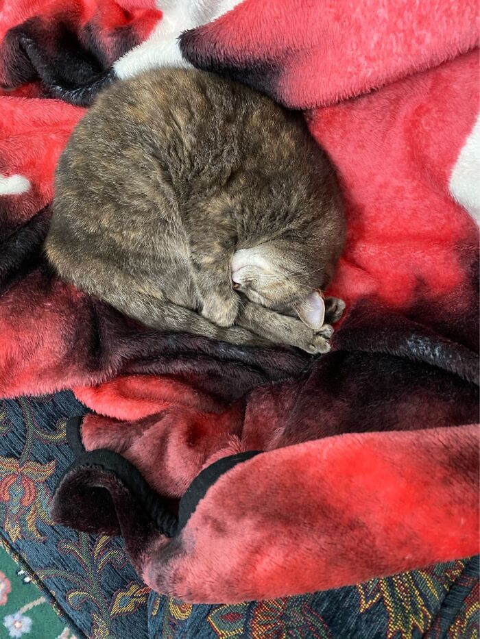 Downward Facing Kitty