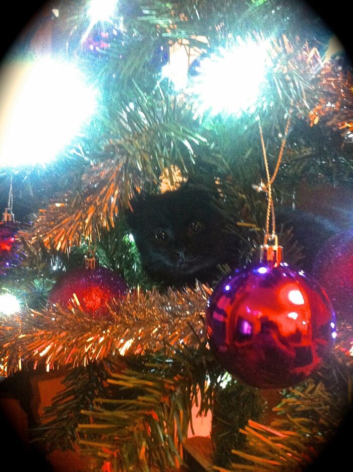 Got Him For Christmas 2015 I Love This Idiot!