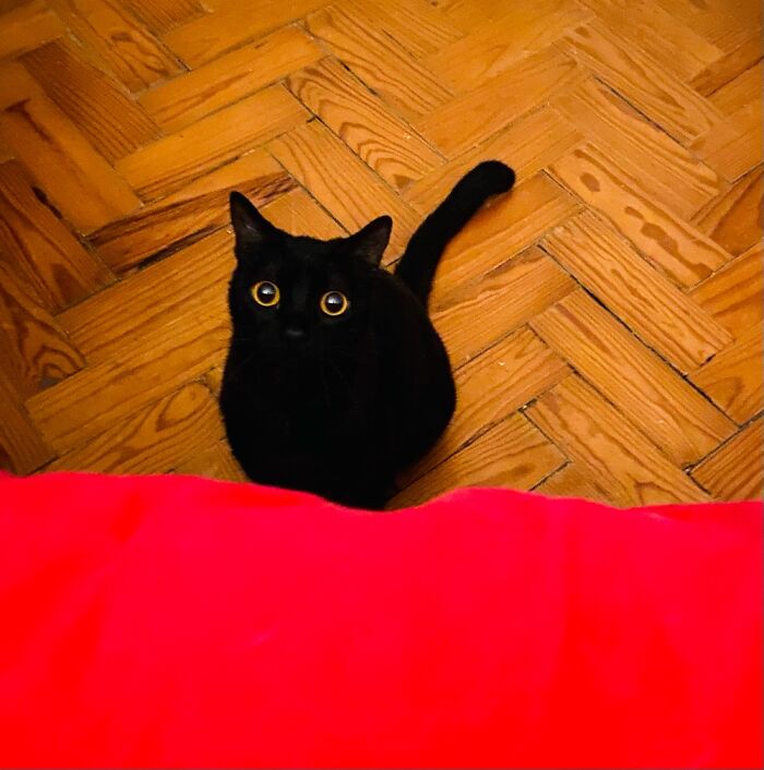 My Best Birthday Gift, Cuca! Black Cats Are Wonderful And Only Bring Very Good Luck ❤️