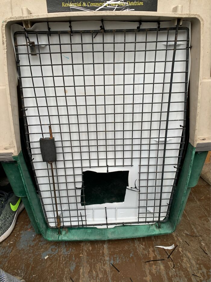 How I Saved The Strays From A Frozen Death With A Shelter Budget Of 0$