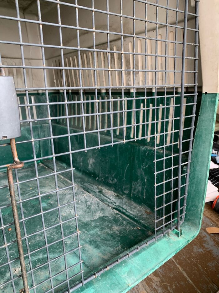 How I Saved The Strays From A Frozen Death With A Shelter Budget Of 0$ How I Saved The Strays From A Frozen Death With A Shelter Budget Of 0$