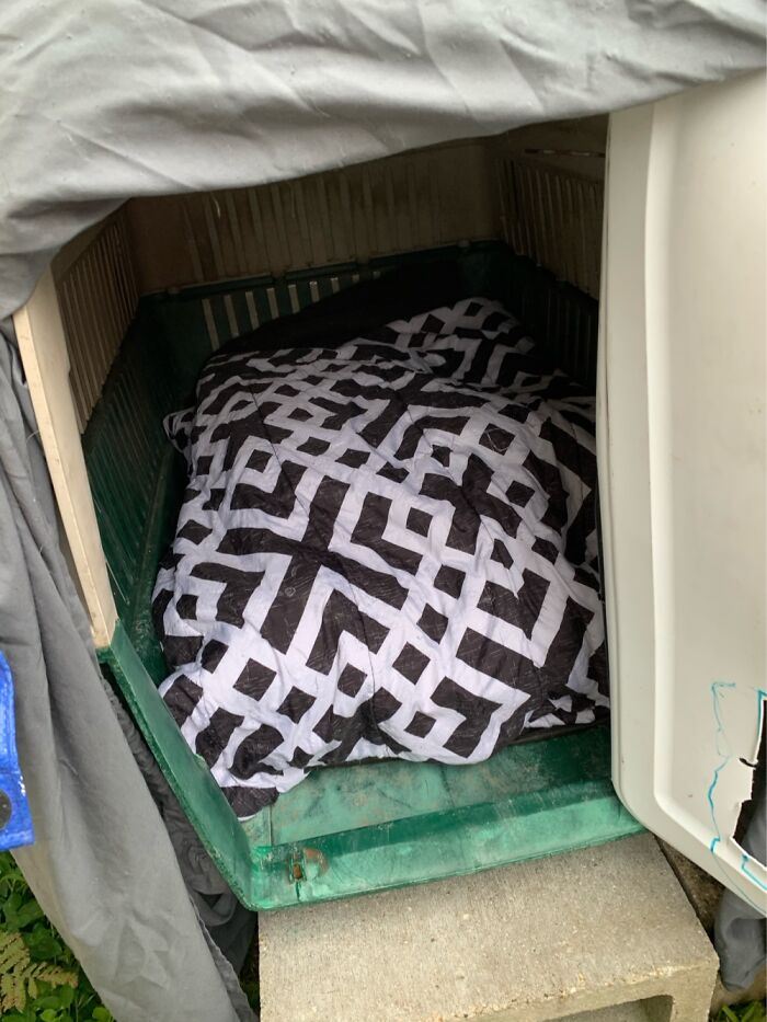 How I Saved The Strays From A Frozen Death With A Shelter Budget Of 0$