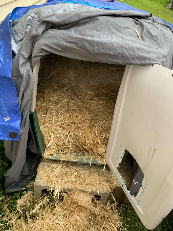 How I Saved The Strays From A Frozen Death With A Shelter Budget Of 0$