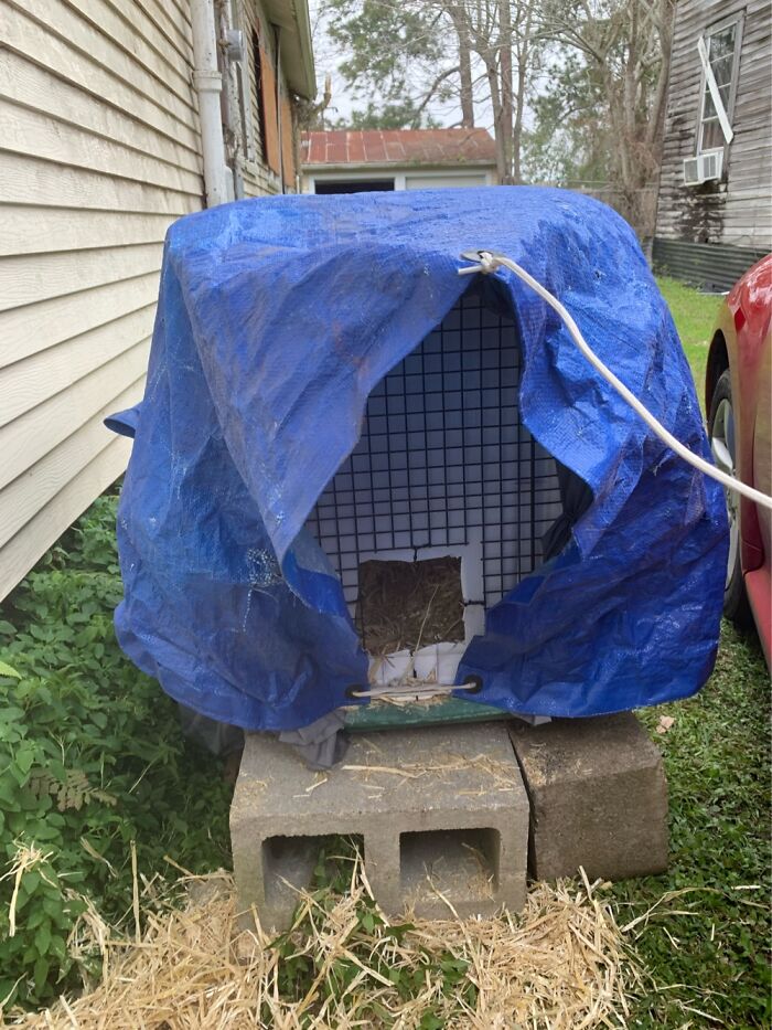 How I Saved The Strays From A Frozen Death With A Shelter Budget Of 0$