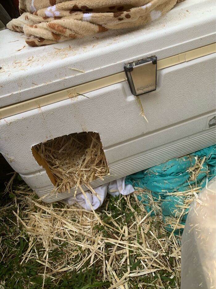 How I Saved The Strays From A Frozen Death With A Shelter Budget Of 0$