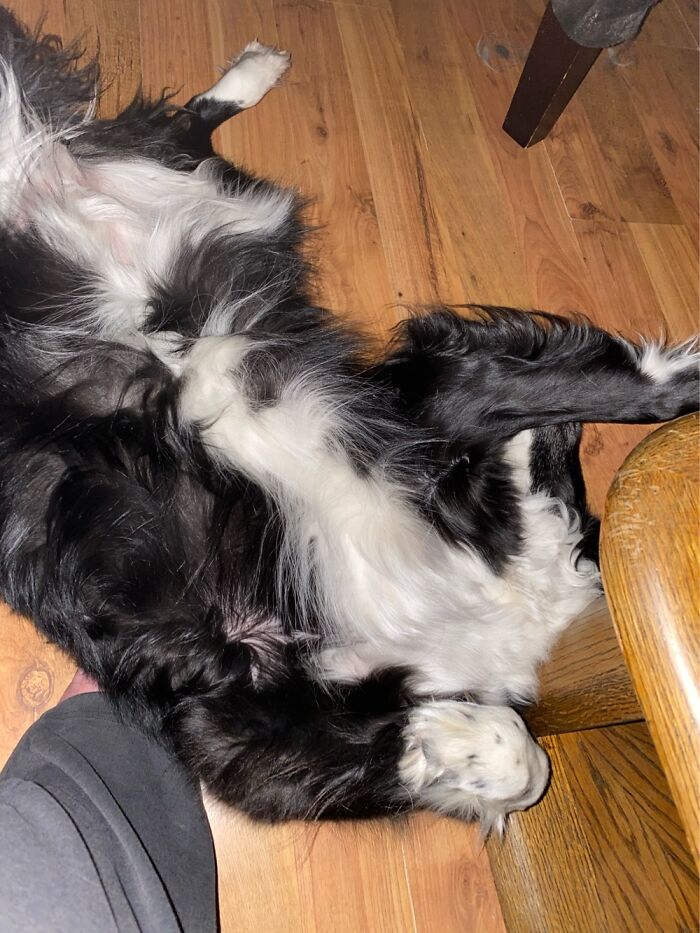 This Is Jetta - Sleeping Floor Floof!