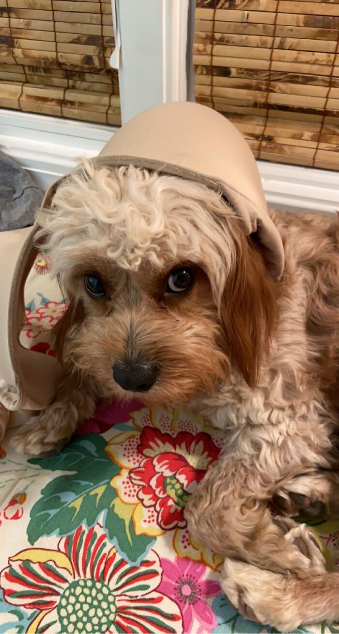 I Threw My Bra And Bacon Wasn’t Pleased