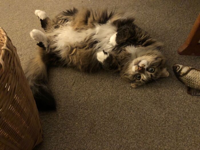 Sparrow Being Sparrow