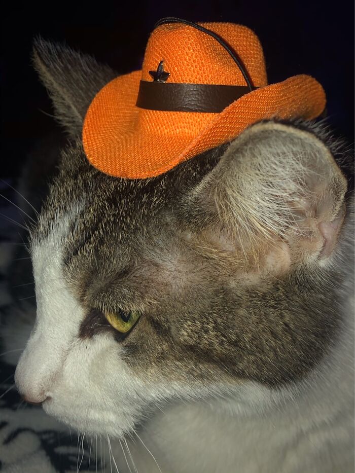 New Sheriff In Town Making Sure Her Sister Dog And Sister Bearded Dragon Stay Out Of Trouble!