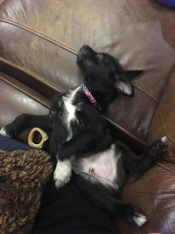 He Takes His Sleep Very Siriusly