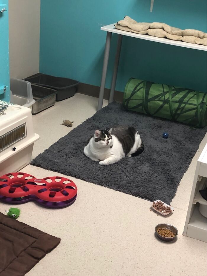 This Is Micah. He’s A Big Boy. 31 Lbs To Be Exact, He’s Been Exercising A Lot & Has A Diet Tho.