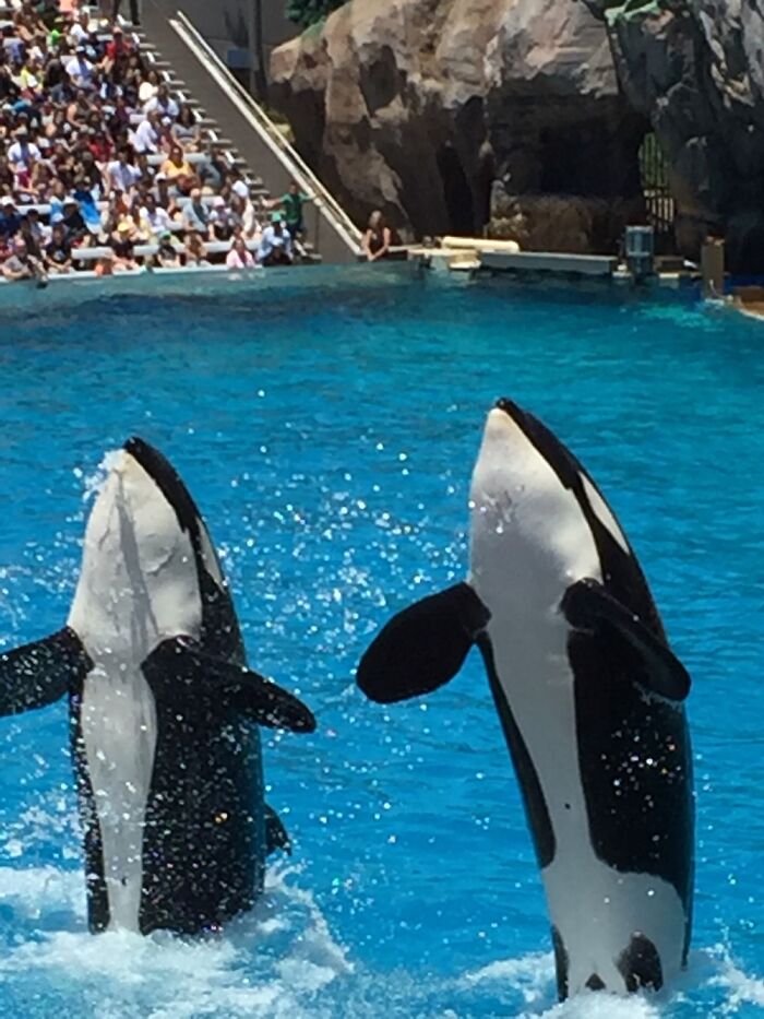 Orca Whales At Sea World In San Diego