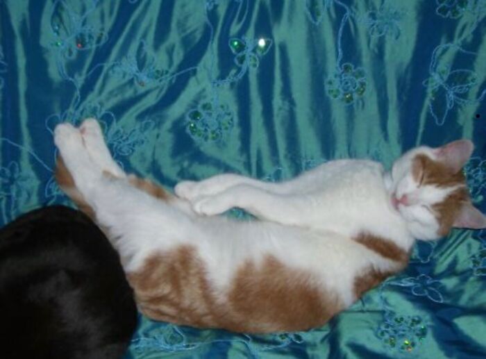 “... So Yeah, Pocketed £200 For Fido In Ebay, They’re Collecting Him In 10mn”