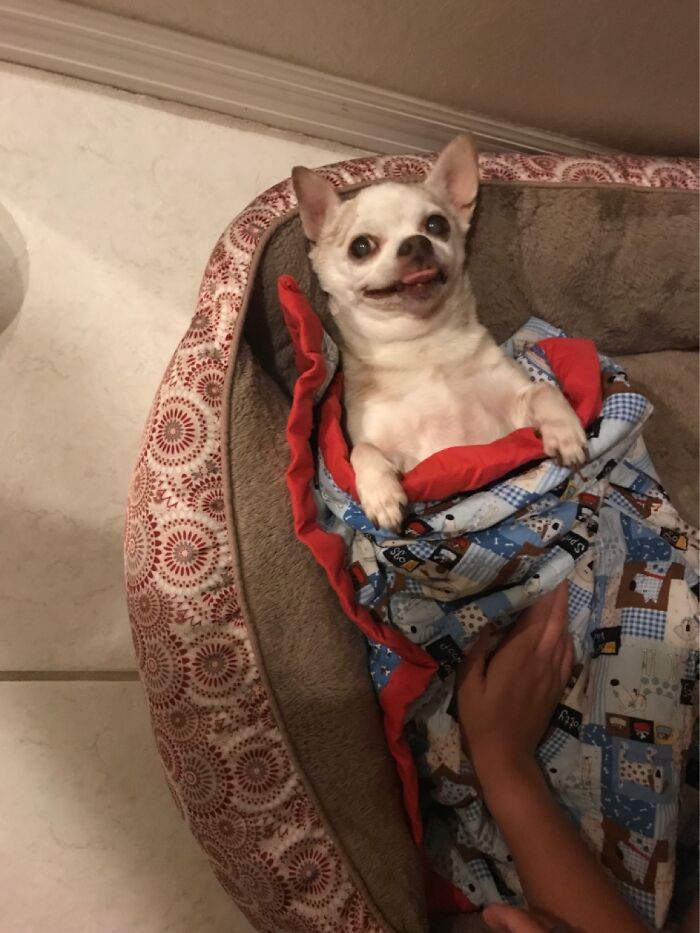 Tried To Get A Good Picture...then She Sneezed