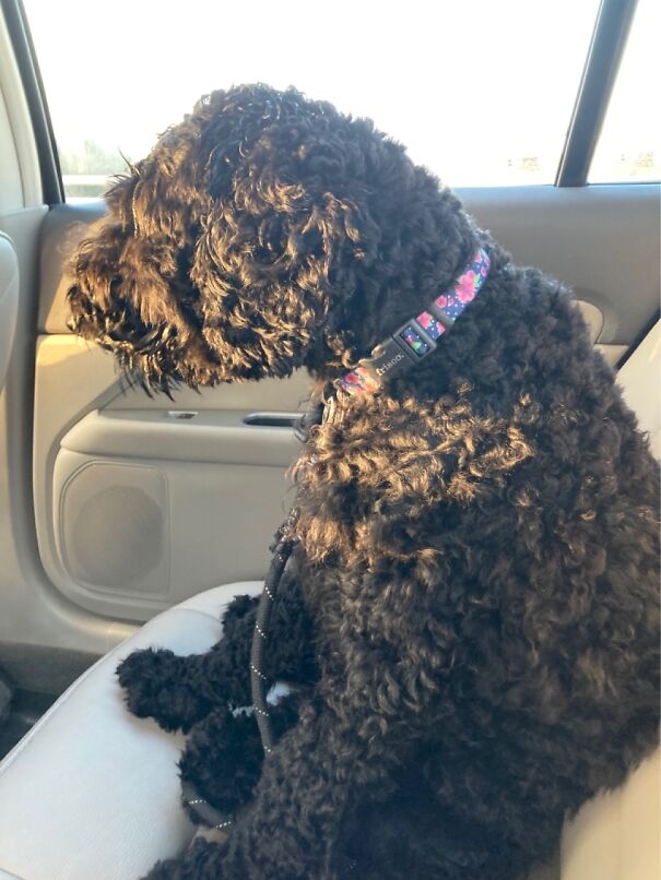 Was Posting A Picture Of My So In A Kilt. He Wouldn’t Like That. Instead, My Dogs Bad Posture.