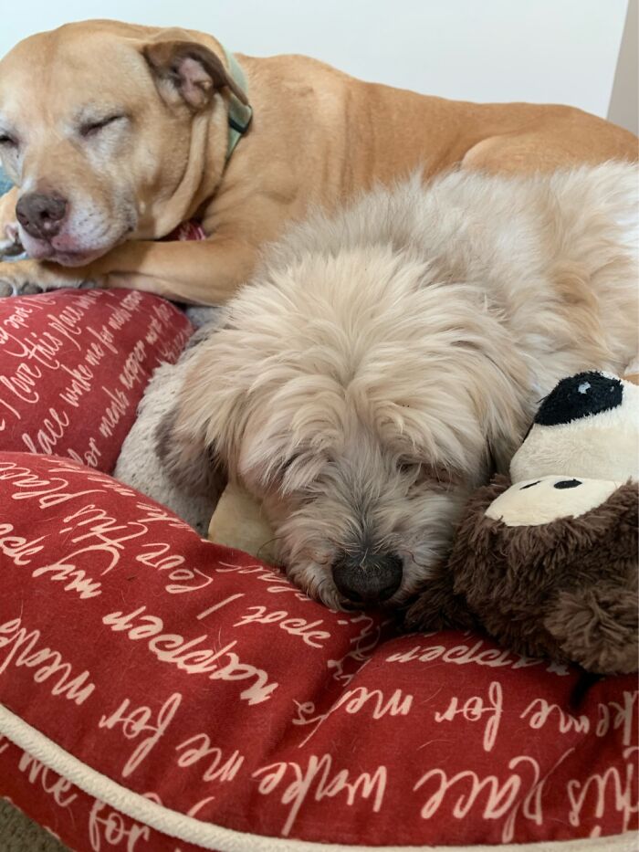 My Sweet Babies Honey And Daisy