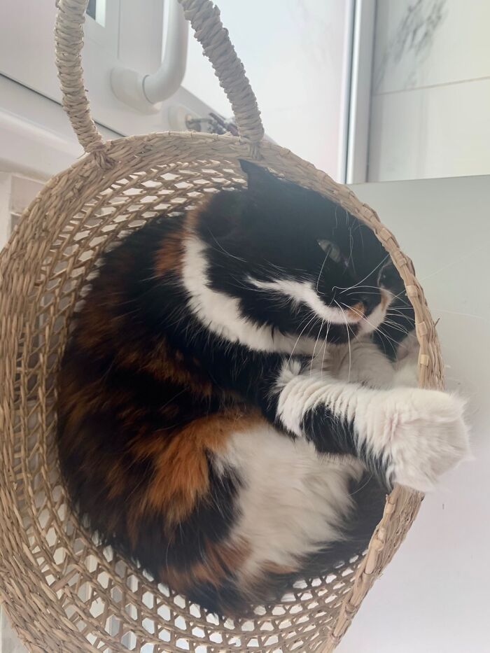 Lucy Testing A New Basket