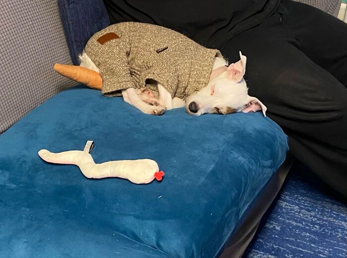 That’s A Carrot Cat Toy Under Her Butt 😂