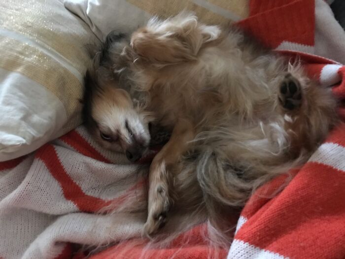 I Think I Misread The Instructions Of How To Assemble A Dog