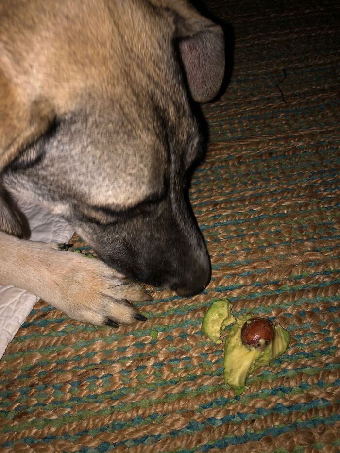 My Dog Stole An Avocado Lol