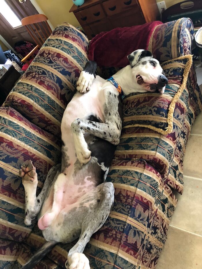 Thunder Doesn’t Know He’s A Big Dog.