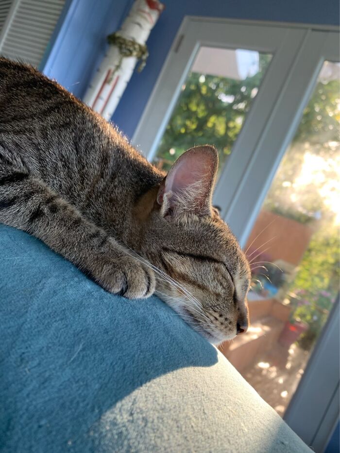 Sunny Snoozer