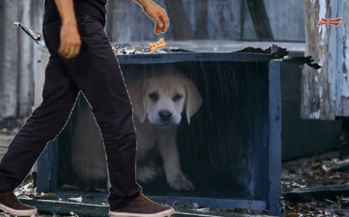 He Comes Back To Adopt Doggie