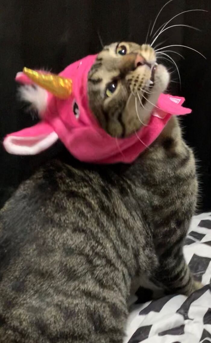 My Gus Gus Is My Entire Universe!!!!