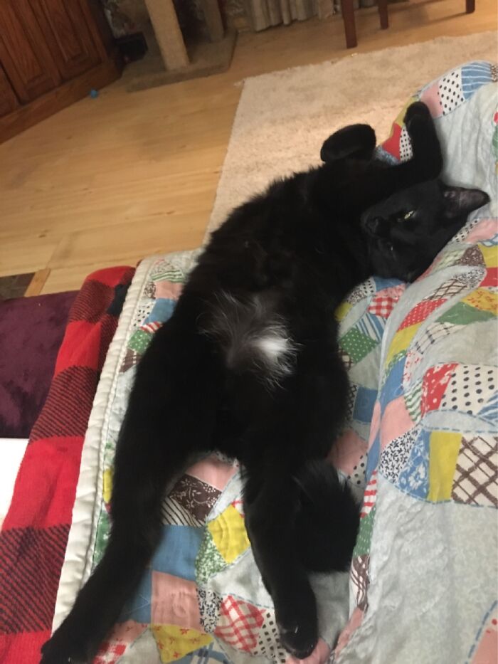 My Cat Wanting Belly Rubs. He’s Such A Weirdo