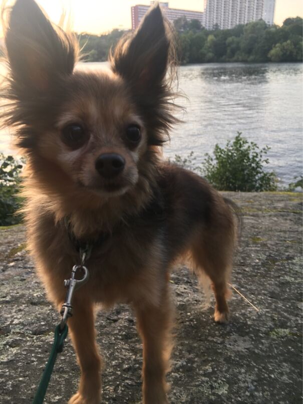 Here’s A Picture Of My Little Dog Leo :)
