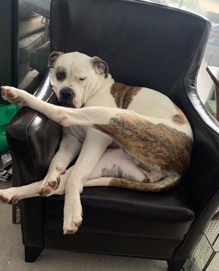 Baby The American Bulldog In Pretzel Mode.