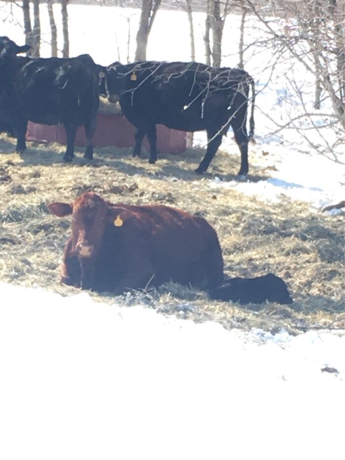 Born In The Snow, Tuttle Ok . Calf Born In The Toughest Day During The Blizzard 2021