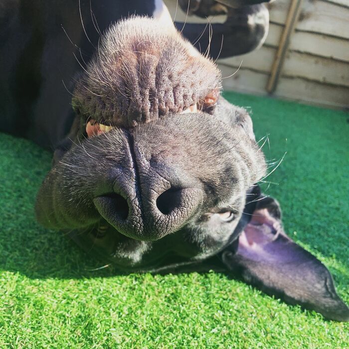 Great Dane Enjoying The Sun