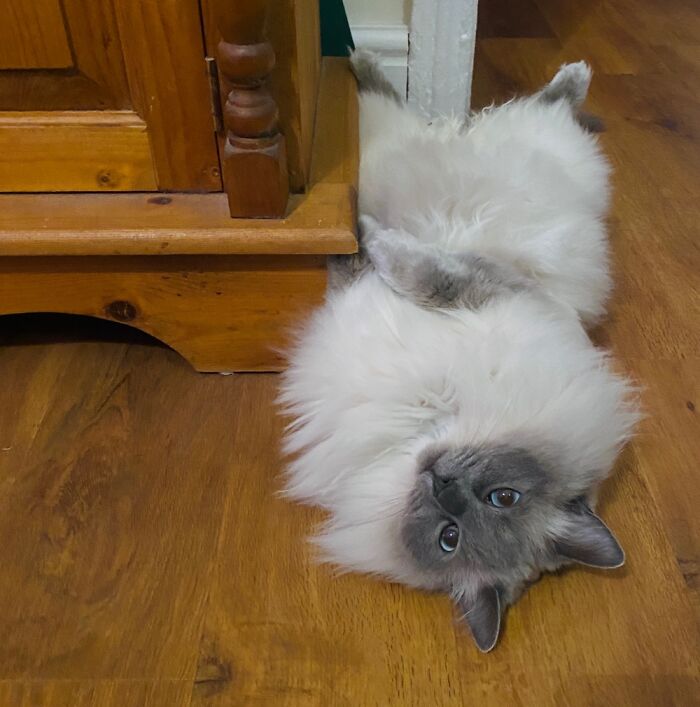 Sometimes Sleeping, Sometimes Sulking Moo