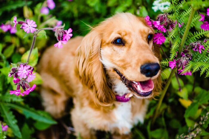 My Happy Little Rescue Cocker Spaniel.