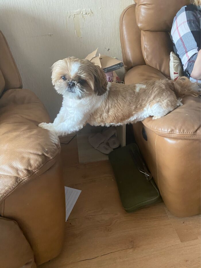 My Dog Thinks He’s A Bridge..