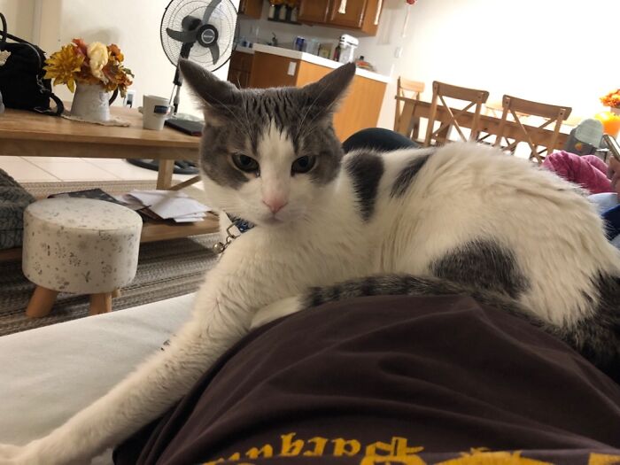 Because I Dared To Move, Whilst Her Majesty Was Sleeping On My Belly