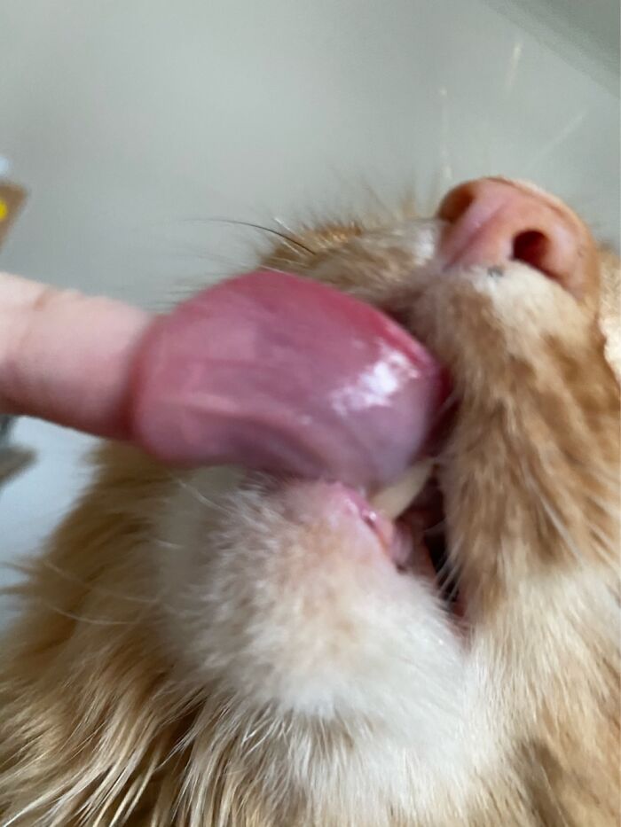 Dotty Licking My Finger. It’s A Bit Blurry But He Refused To Resit For It :)