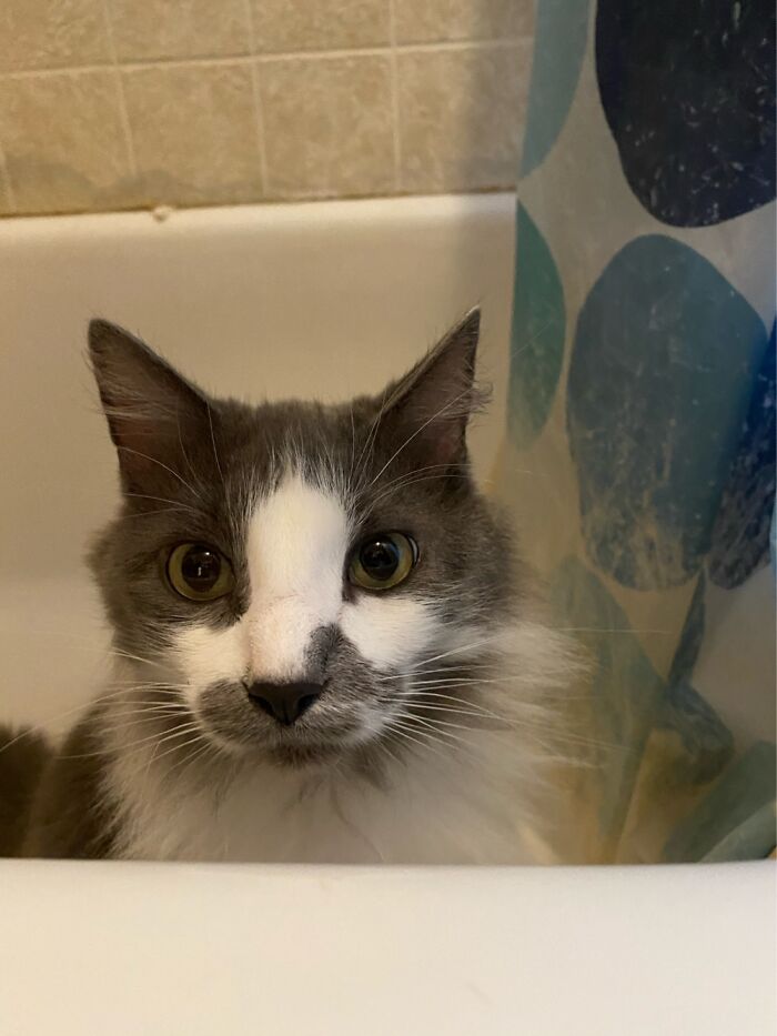 Fluffy Aka Fluffernutters Sat Like This For 10 Minutes After Catnip.