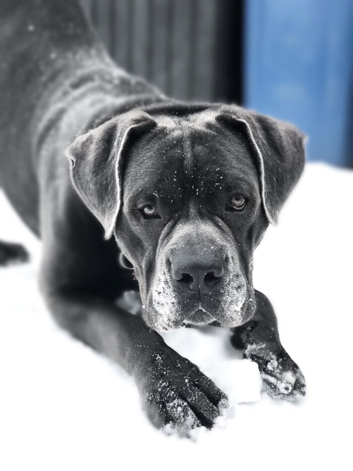 Meet Beefcake. Part Doggo, Part Sausage