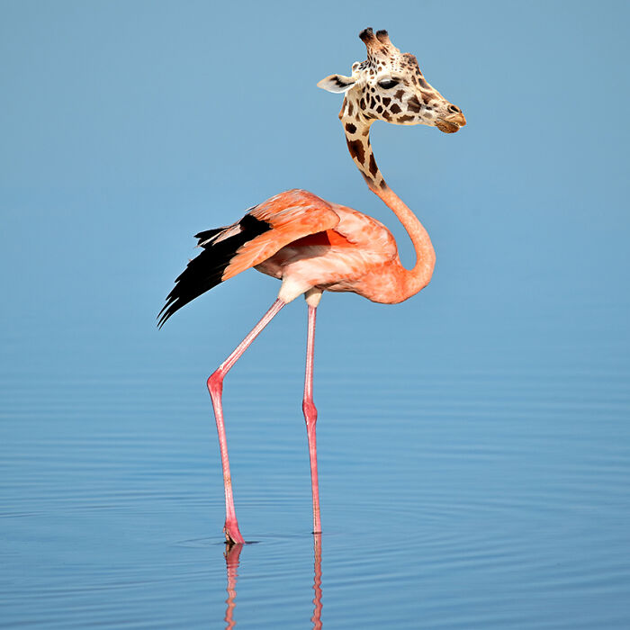 Girafflamingo!