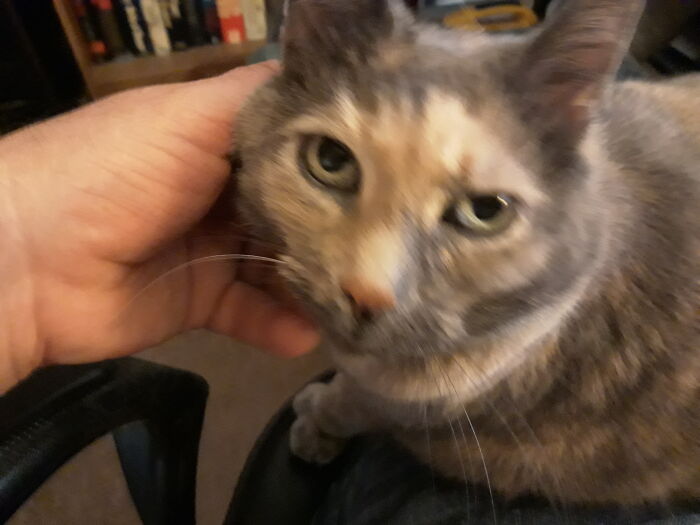 Scritches For Buttercup