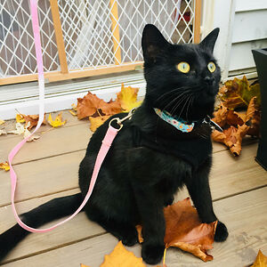 caitlin-r-hay avatar