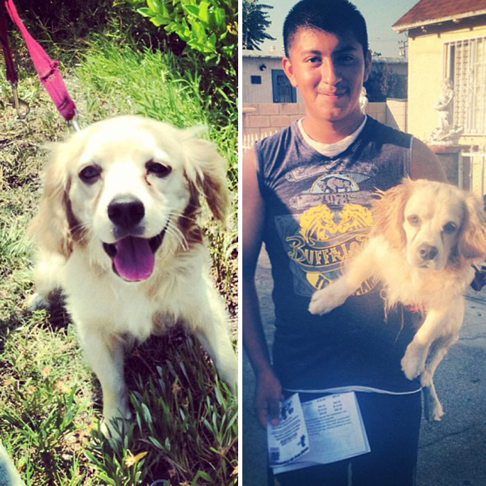 Found Male Cocker Spaniel, Now Reunited Back With His Owner