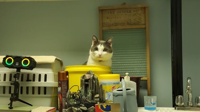 Mouse ... Sitting In His Bucket