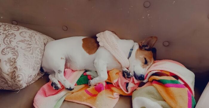 Sadie The Jack Russell